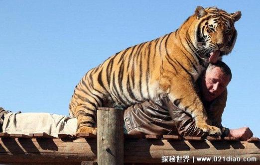更大老虎是谁